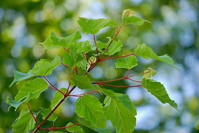 Acer stachyophyllum - javor čtyřčetný - větévka s listy (68)